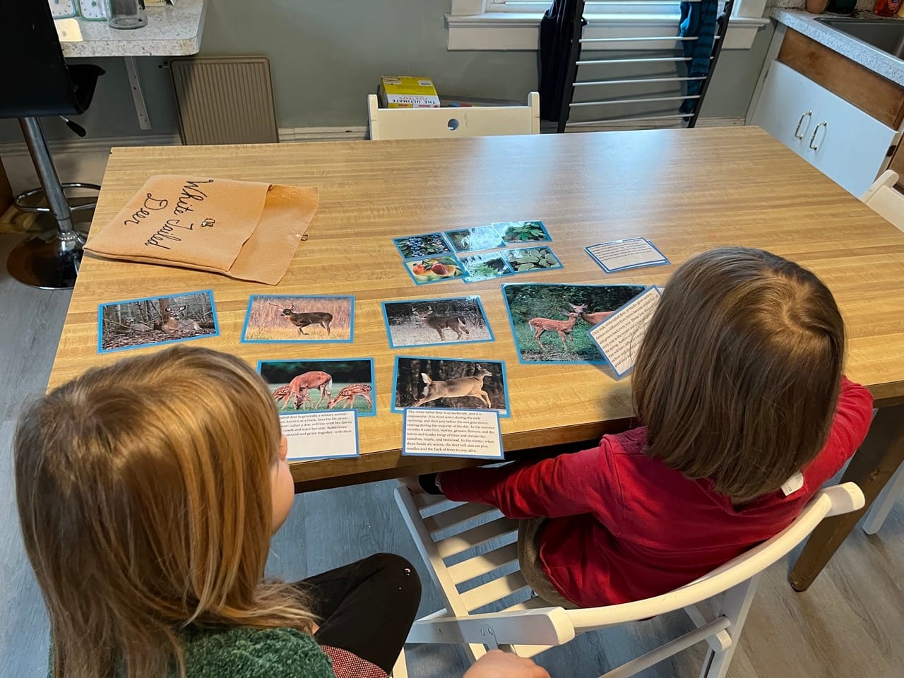 White Tail Deer Work